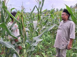Muhammad Andra Zulfaidi Apresiasi Pemuda Naga Umbang Manfaatkan Lahan Kosong Untuk Pengembangan Sektor Pertanian dan Perkebunan