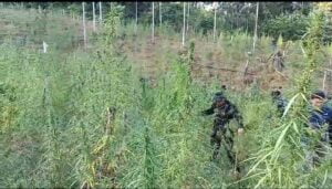 BNN RI Bersama Forkopimda Aceh Utara Musnahkan 2 Hektar Ladang Ganja di Aceh Utara