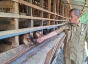 Gampong Kampung Baru Perkuat Ketahanan Pangan melalui Program Penggemukan Kambing dan Budi Daya Ikan Bawal