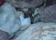 Pemancing Dikejutkan Oleh Kemunculan Seekor Ular Piton di Pelabuhan Ulee Lheu