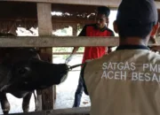 Antisipasi PMK, 60 Ekor Ternak di Blang Bintang Divaksin