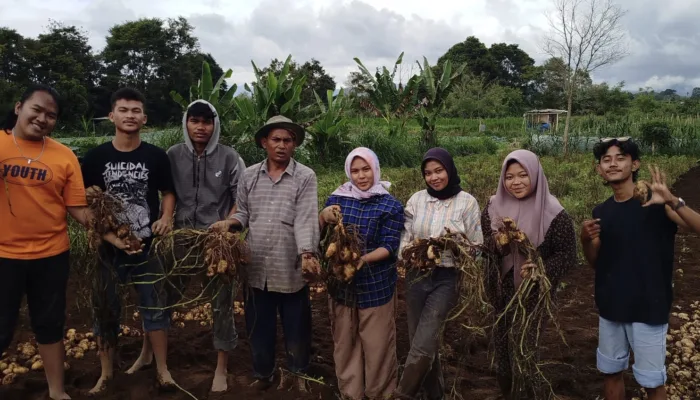 Mahasiswa Fakultas Pertanian Universitas Malikussaleh Ikuti Pemanenan Kentang di Desa Suka Nalu