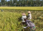 Dua Kecamatan Mulai Panen Padi di Aceh Besar