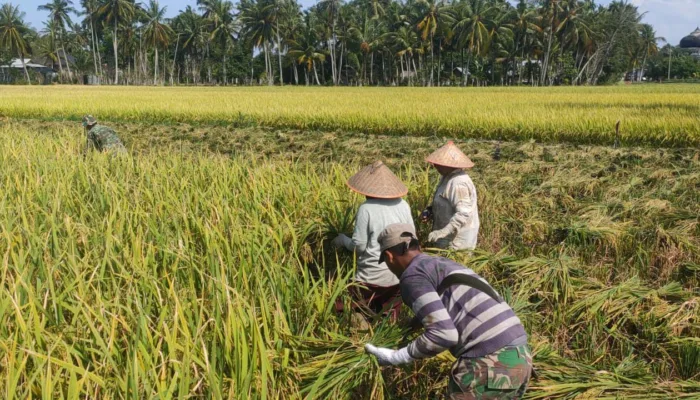 Dua Kecamatan Mulai Panen Padi di Aceh Besar