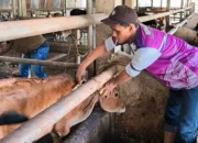 Dinas Pertanian Aceh Besar Gelar Vaksinasi Massal PMK