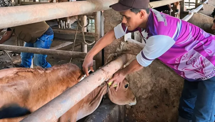 Dinas Pertanian Aceh Besar Gelar Vaksinasi Massal PMK