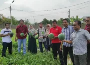 Lambaro Skep Wujudkan Ketahanan Pangan Melalui Budidaya Semangka