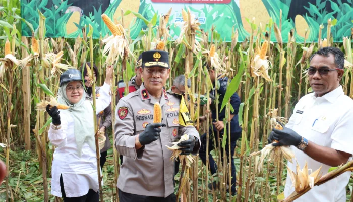 Wakapolda Aceh Panen Raya Jagung Tahap I secara Serentak di Kabupaten Pidie