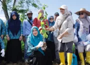 Kak Ana Tanam Murbei, Dorong Kebangkitan Sutera Aceh