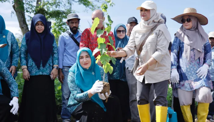 Kak Ana Tanam Murbei, Dorong Kebangkitan Sutera Aceh