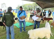 Semarak HUT ke-79 TNI AU, Lanud Sultan Iskandar Muda Gelar Kontes Kambing dan Domba di Aceh Besar