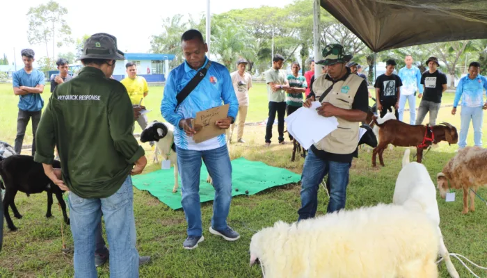 Semarak HUT ke-79 TNI AU, Lanud Sultan Iskandar Muda Gelar Kontes Kambing dan Domba di Aceh Besar