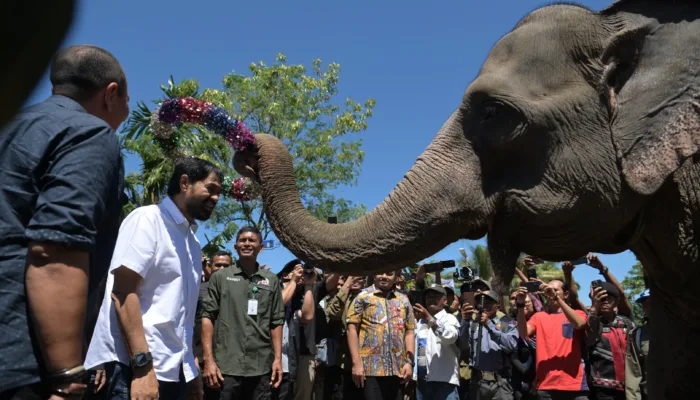 Tinjau Lokasi Konservasi Gajah di Aceh Tengah, Mualem Komitmen Atasi Konflik Manusia-Satwa Liar