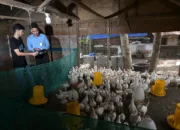 Dukung Pertumbuhan Ekonomi Rakyat, Bank Aceh Syariah Peroleh Kuota KUR Rp1,5 Triliun Tahun 2026