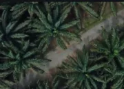 Nagan Raya Miliki Kebun Sawit Terluas di Aceh, Apkasindo Dorong Kesejahteraan Petani dan Praktik Berkelanjutan